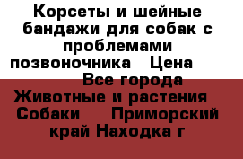 Корсеты и шейные бандажи для собак с проблемами позвоночника › Цена ­ 2 500 - Все города Животные и растения » Собаки   . Приморский край,Находка г.
